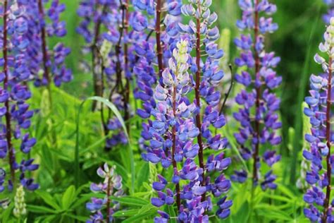 14 Beautiful Perennial Wildflowers For A Low Maintenance Landscape