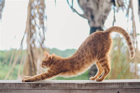 7 Favorite Cat Stretches With Infographic Catster
