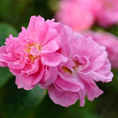 Damascus Scented Rose Plant Buy Damascus Rose Plant Online