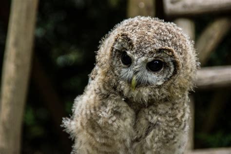 Fotos Gratis Bosque Pájaro Fauna Silvestre Pico Pluma Rapaz Ave