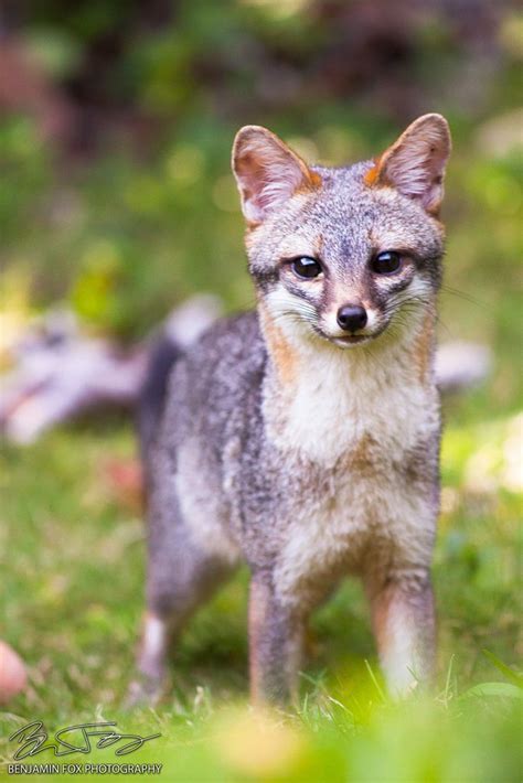 Gray Fox With Images Pet Fox Animals Beautiful Cute Animals