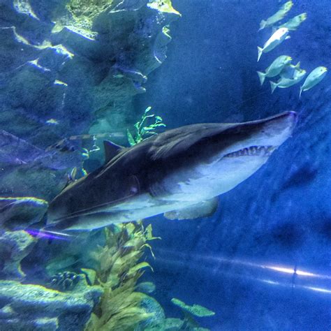 Diving with sharks at aquaria klcc. Malaysia 2018 Aquaria KLCC shark - Slouching towards Thatcham
