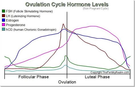 The Female Ovulation Cycle