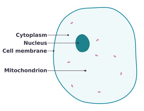 Simple Diagram Of Animal Cell Clipart Free Download Transparent Png