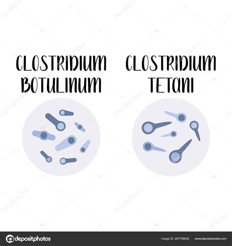 Clostridium Botulinum Clostridium Tetani Pathogen Rod Shaped Gram