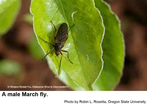 March Flies Nc State Extension Publications