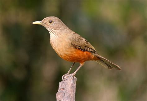 Símbolos Da Mata Atlântica Sabiá Laranjeira Turdus Rufiventris