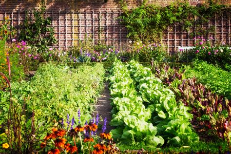 Urban Gardening And Its Positive Impact On The Emotional Wellbeing Of