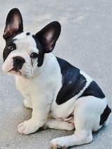 They weigh up to 25lbs and stand approximately 12 inches tall. French Bulldog: A Complete Guide - The Happy Puppy Site
