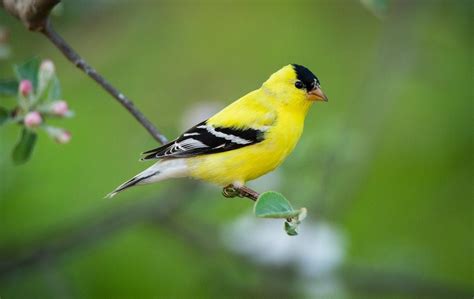 Meet The 3 Types Of Goldfinches In The United States Birds And Blooms