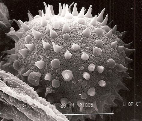 Nypa Fruticans Pollen Fly Pollinated Scanning Electron Micrograph