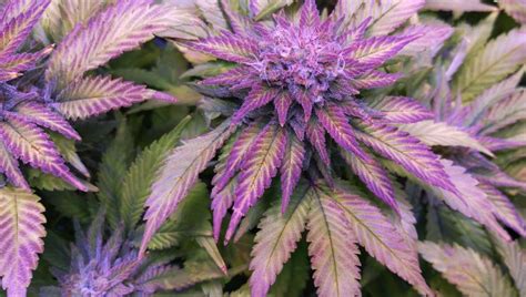 Why Do Some Cannabis Buds Turn Purple Samonakvétací Semínka Konopí