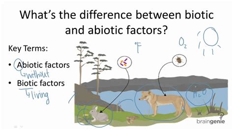 Abiotic Factors In An Ecosystem