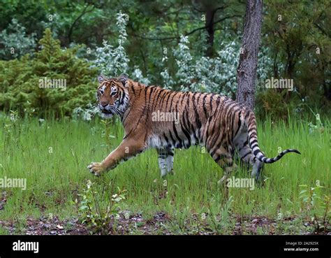 A Captive Juvenile Siberian Tiger Stock Photo Alamy