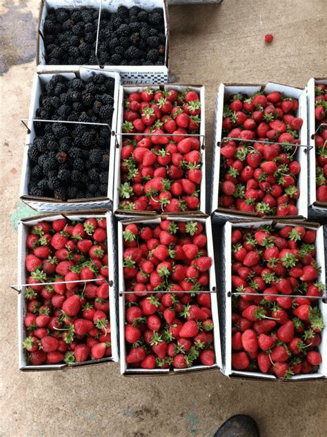 All rights reserved | site by growthzone The 10 Best Places For Strawberry Picking Around Austin ...