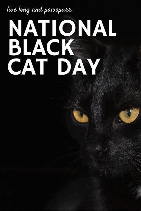 All About National Black Cat Day Artofit