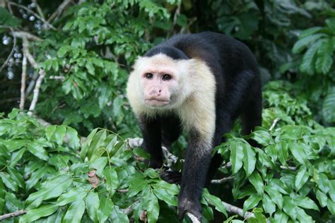 Capuchin Monkey Panama Free Photo Download Freeimages