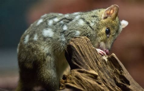 Successful Mapping Raises Hope Of Reintroducing Eastern Quoll To