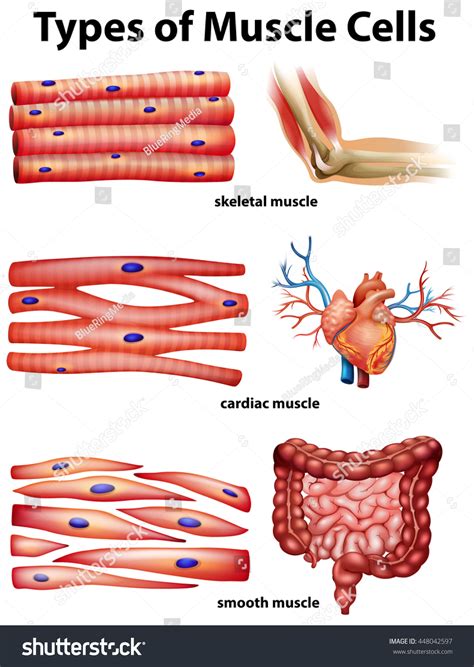 Smooth muscle fibers do not have their myofibrils arranged in strict patterns as in striated muscle, thus no distinct striations are observed in smooth muscle cells under the microscopical examination. Diagram Showing Types Muscle Cells Illustration 스톡 벡터 ...