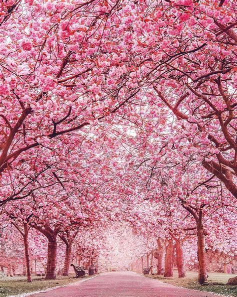 Pin By Wolff Solutions On Plants Pink Blossom Tree Blossom Trees Nature