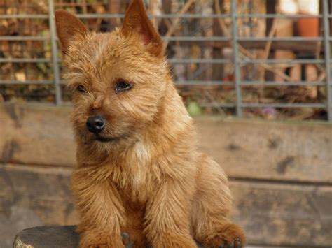 Norwich Terrier Information - Dog Breeds at thepetowners