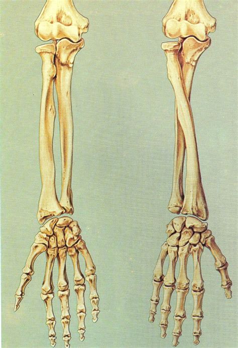 Arm Bone Human Anatomy Art Human Skeleton Anatomy Anatomy Art