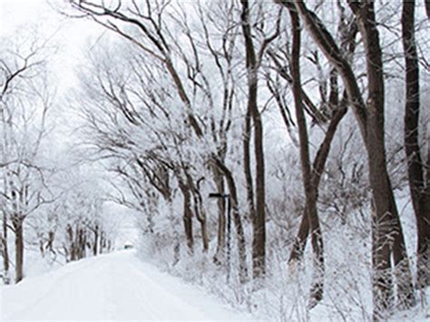 Protect Your Trees Through Long Wisconsin Winter Buckley