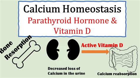 Calcium Homeostasis Parathyroid Hormone And Vitamin D Youtube