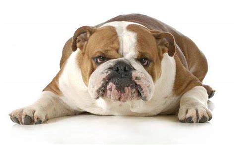 5 Easy Steps To Prevent Canine Obesity Vetchef