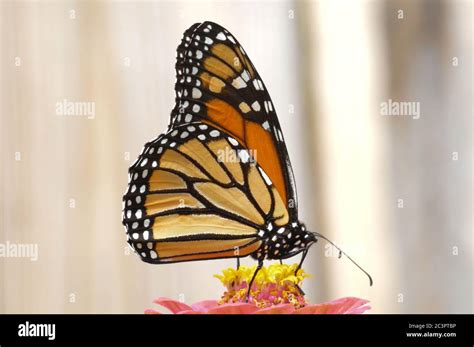 Danaus Plexippus Photo Hi Res Stock Photography And Images Alamy