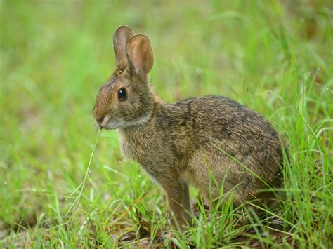 Here he was more interested in the flower and looked cute and shy, but he's lot more flamboyant. Rabbit-Resistant Annuals | HGTV