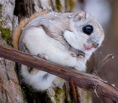 Japanese Dwarf Flying Squirrel Alphabezy