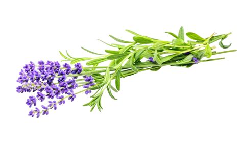 French Lavender Vs English Lavender Is There A Difference