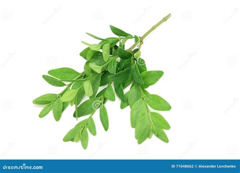 A Small Sprig Of Boxwood Stock Photo Image Of Nature 71048662