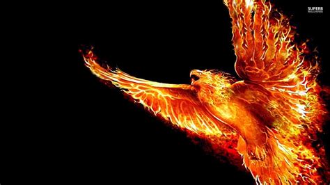 Hd Phoenix Wallpapers Top Những Hình Ảnh Đẹp