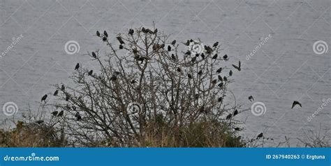 A Flock Of Starlings On A Tree During Migration Sturnus Vulgaris Stock