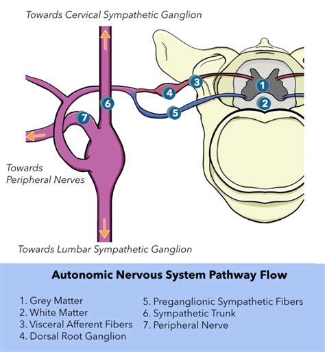 Neuroanatomy Autonomic Nervous System Visceral Afferent Fibers And