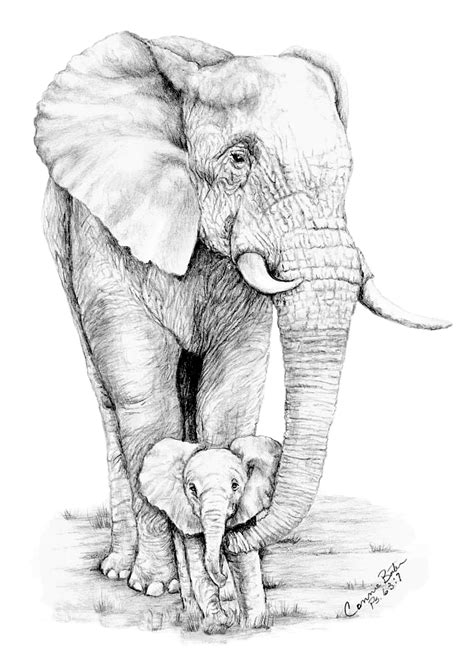 Baby Of Mine Graphite Drawing I Did Of One Of My Favorite Animals In