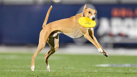 No One Is Getting Their Paws On This Dogs Frisbee Drool By Dr