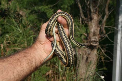 Texas Garter Snake Goliad Farms