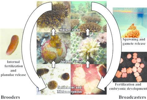 Sexual Systems And Reproductive Modes In Scleractinian Corals Mature Download Scientific