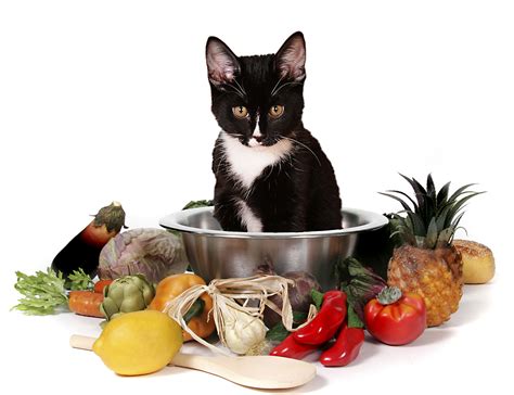 These should be cleaned often. How To Buy or Make Nutritious Treats For Cats
