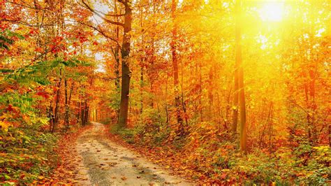 Road Forest Trees Fall Nature Hd Wallpaper