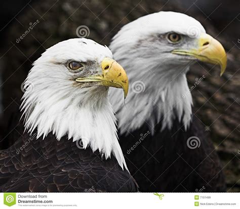 Two Bald Eagles Royalty Free Stock Images Image 7151499