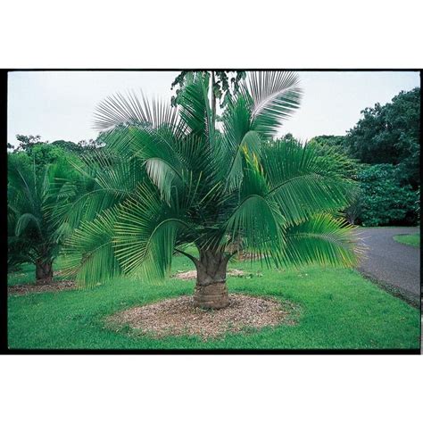 In Majesty Palm Ltl0062 Nursery Tropical Landscaping Majesty Palm