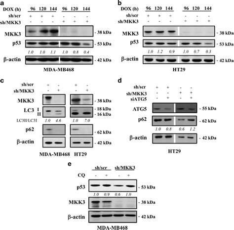 Mkk3 Depletion Reduces Mutp53 Protein Levels Through Autophagy