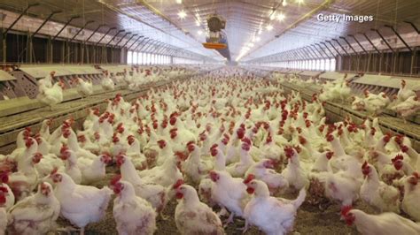 Researchers Claim Banned Antibiotics In Poultry Products Cnn