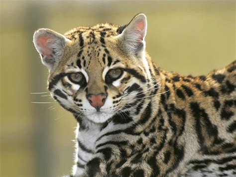 Ocelots Wild Animals News And Facts By World Animal Foundation