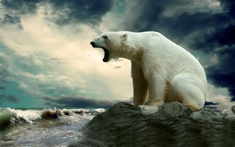 Polar Bears Animals Wallpapers Hd Desktop And Mobile