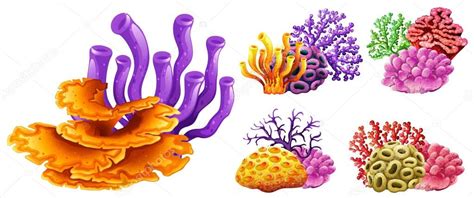 Diferentes Tipos De Arrecifes De Coral 2024